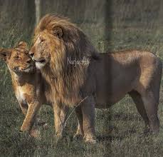 رمزيات اسود تصميمي lion couple lion love lion pictures