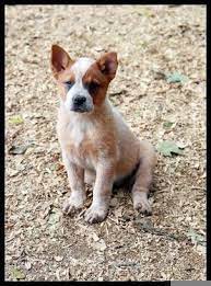 Red Heeler Puppy Red Heeler Puppies Heeler Puppies Austrailian Cattle Dog