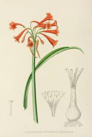 Image result for Aloe pienaarii