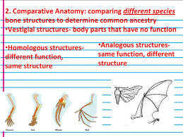 Bell Ringer Date 9 29 9 30 Topic Evidences Of Evolution Ppt Download
