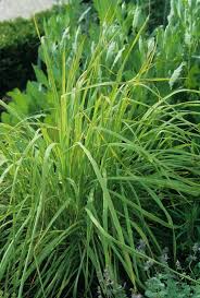 Image result for Cymbopogon citratus