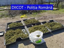 F) orice alt mijloc de probă care nu este interzis prin lege. Un JudeÈ Din Romania Este Mai SÄrac Cu 708 Plante De Cannabis In Urma Unei Capturi Diicot Video