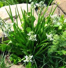 Image result for Albuca nigritana
