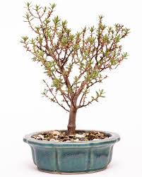 It grows up to 2. Crassula Sukkulente Blattsukkulente Gattung