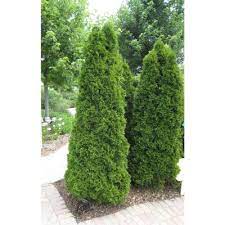 Evergreen shrubs are a good way to add privacy and plant life to your yard. Dog Safe Bushes Outdoor Plants The Home Depot