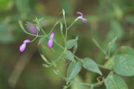 Image result for Dicliptera paniculata