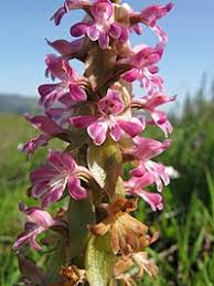 Image result for Satyrium coriophoroides
