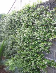 Trachelospermum Jasminoides Amenagement Jardin Plante Grimpante Feuillage Persistant Plante Persistant