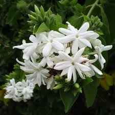 Image result for Jasminum multiflorum