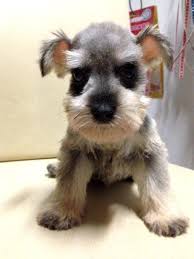 Black And White Schnauzer For Sale Salt And Pepper Miniature Schnauzer Salt And Pepper Mini Schnauzer Mka Schnauzer Dog Miniature Schnauzer Black Schnauzer Puppy Miniature Schnauzer Puppies