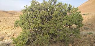 Image result for Dobera