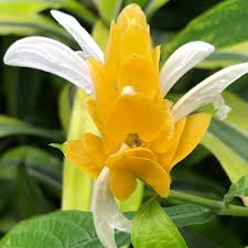 Image result for Pachystachys