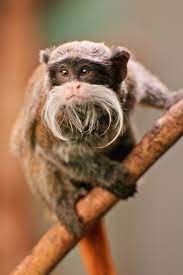 Emperor Tamarin Emperor Tamarins Are Usually Between 9 10 5 Inches In Body Length With A Tail Length Of Interesting Animals Unusual Animals Animals Beautiful