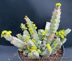 Image result for Euphorbia debilispina