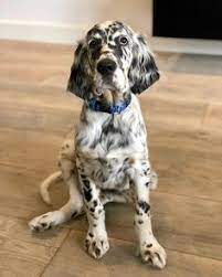 English setter puppies for sale! 900 English Setter Puppies Ideas In 2021 English Setter Puppies English Setter Puppies