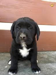 We did not find results for: Shar Bernese Mt Dog St Bernard Mix Puppy For Sale In Manheim Pa Happy Valentines Day Happyvalentinesday2016i