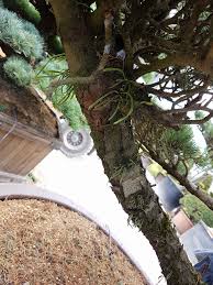 Image result for Lepisorus