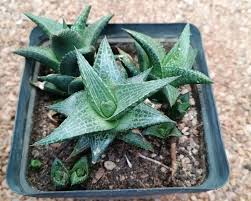 Image result for Scleria tessellata