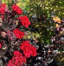 The crepe myrtle scientific name is lagerstroemia, followed by the name of each variety in particular. Lagerstroemia Red Hot Diamonds In The Dark Crepe Myrtle Blerick Tree Farm