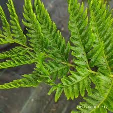 Image result for Pteris dentata