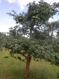 Image result for Strychnos cocculoides