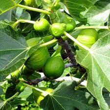 Check spelling or type a new query. Figs Are In Season Here S How To Grow Your Own