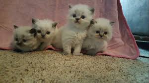 Welcome to maine coon kittens cattery where you can adopt maine coon kittens.we breed and groom pedigree main coon kittens for sale with the maine coon cat is a true native american. Himalayan Cats For Sale Grand Rapids Mi 285579