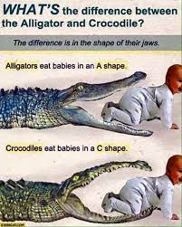 Both sexes may den underneath banks or clumps of trees during the winter. Today While Trying To Find Images On Google To Show The Differences Between An Alligator And A Crocodile To My 4 Year Old Whom Is Certain They Are Exactly The Same But
