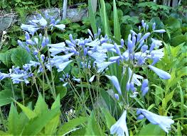 5ページ目の どんな花を育てていますか オープンガーデン 蕗のとう 楽天ブログ