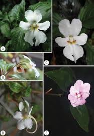 Image result for Impatiens gesneroidea