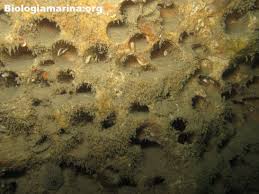 We did not find results for: Dattero Di Mare Biologia Marina Del Mediterraneo