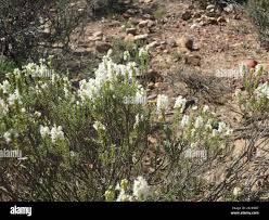 Image result for Hebenstretia dentata