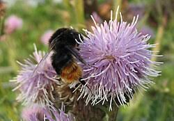 Image result for Cirsium  buchwaldii