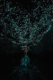 Glowworm Caves In Waitomo New Zealand Waitomo Glow Worm Caves New Zealand Favorite Places Spaces Glow Worm Cave Glow Worm New Zealand Waitomo top 10 is an award winning top 10 holiday park near some of new zealand's most spectacular attractions. pinterest