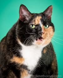Sixty percent of cats tip the scales at unhealthy weights, slightly more than the 56 percent of dogs. I Photograph Adorable Fat Cats Bored Panda
