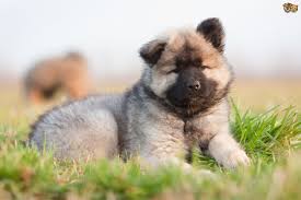 Find eurasier puppies for sale near belfast, lisburn, and newtownabbey! Eurasier Dog Breed Facts Highlights Buying Advice Pets4homes