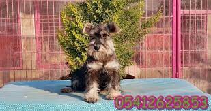 schnauzer kopek ciftligi kopek minyaturler gri