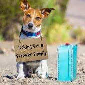 Visit petland kansas city for all of your pet store needs. Local Animal Shelters Rescue Centers In Kansas City Ipetskc