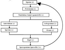We did not find results for: Kingdom Plantae Pengertian Ciri Ciri Klasifikasi Dan Contohnya