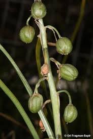 Image result for Ornithogalum flexuosum