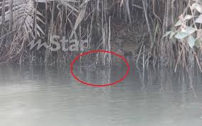 Air yang tenang jangan disangka tiada buaya. Buaya Tidak Pernah Baham Penduduk Dan Nelayan Sungai Kesang Kerana Satu Perjanjian Mistik Mstar