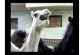 Camel laughs like peter griffin. Peter Griffin Reincarnated As Camel