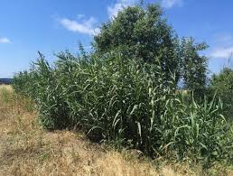 Image result for Arundo