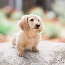 At louie's dachshund puppies, you will find a wide variety from mini dachshund puppies to the ever popular english cream dachshund puppies for sale to the wire hair dachshund puppies for sale. From Thegourmandpup Jenfujphotography Mochi Is A Miniature Cream Long Haired Dachshund Who Resides In Southern Cal Puppies Dachshund Puppies Cute Animals