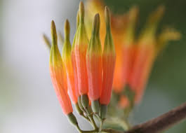 Image result for Dictyophleba