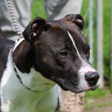 The Animal Shelter In Oneida County For Rescue Dogs And Cats | Anitas Stevens  Swan Humane Society