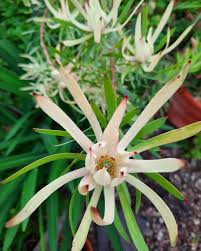 Image result for Epilobium salignum