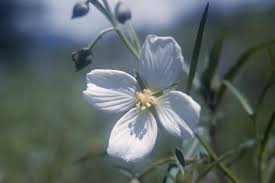 Image result for Onagraceae