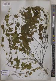 Image result for Pycnospora