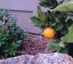 We did not find results for: The Diverse Plants Of St George Utah Buy Or Sell St George City Homes